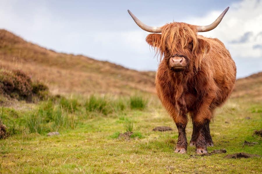 een Schootse Hooglander-koe in het wild