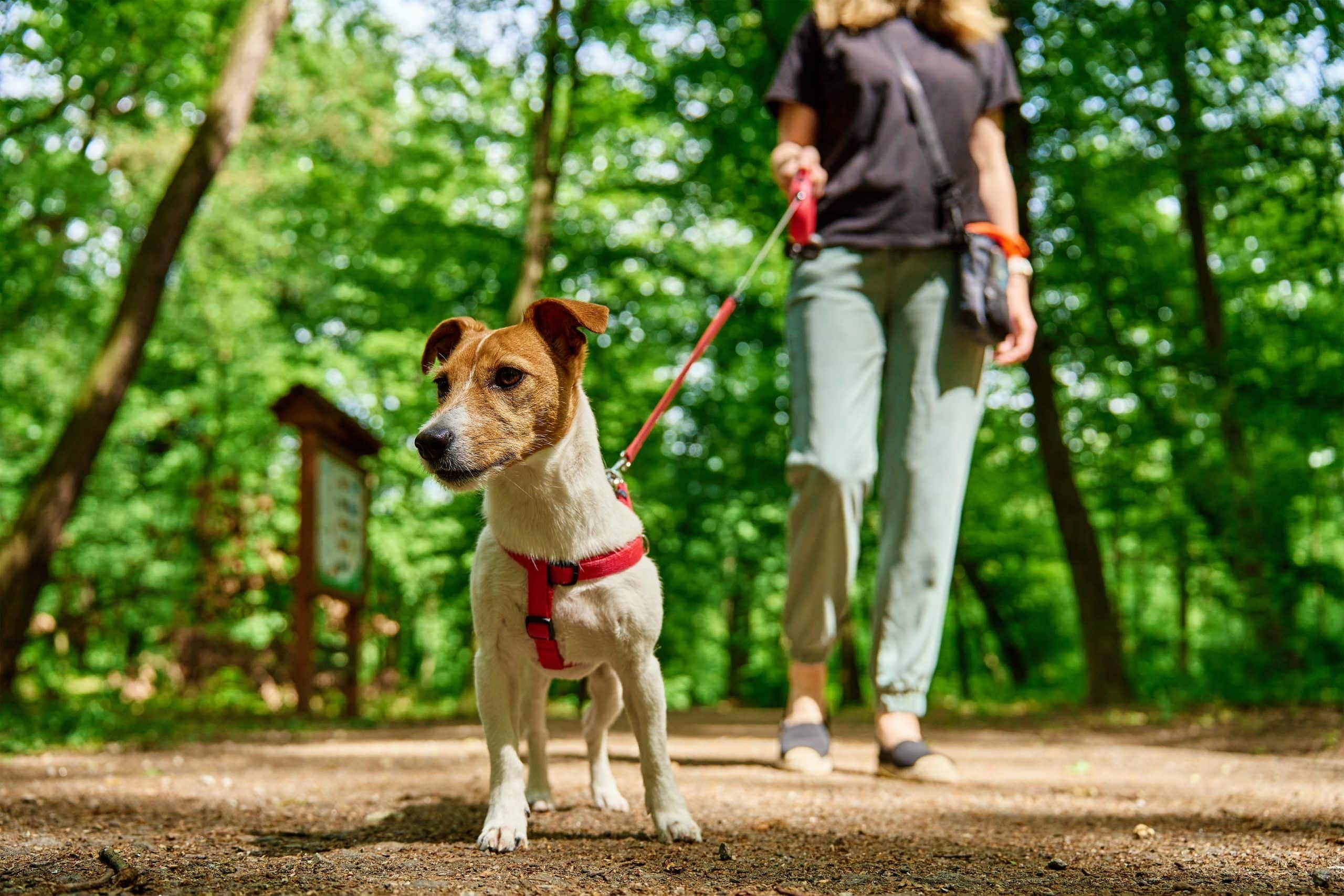 vrouw laat haar hond, een Jack Russell, uit in het bos