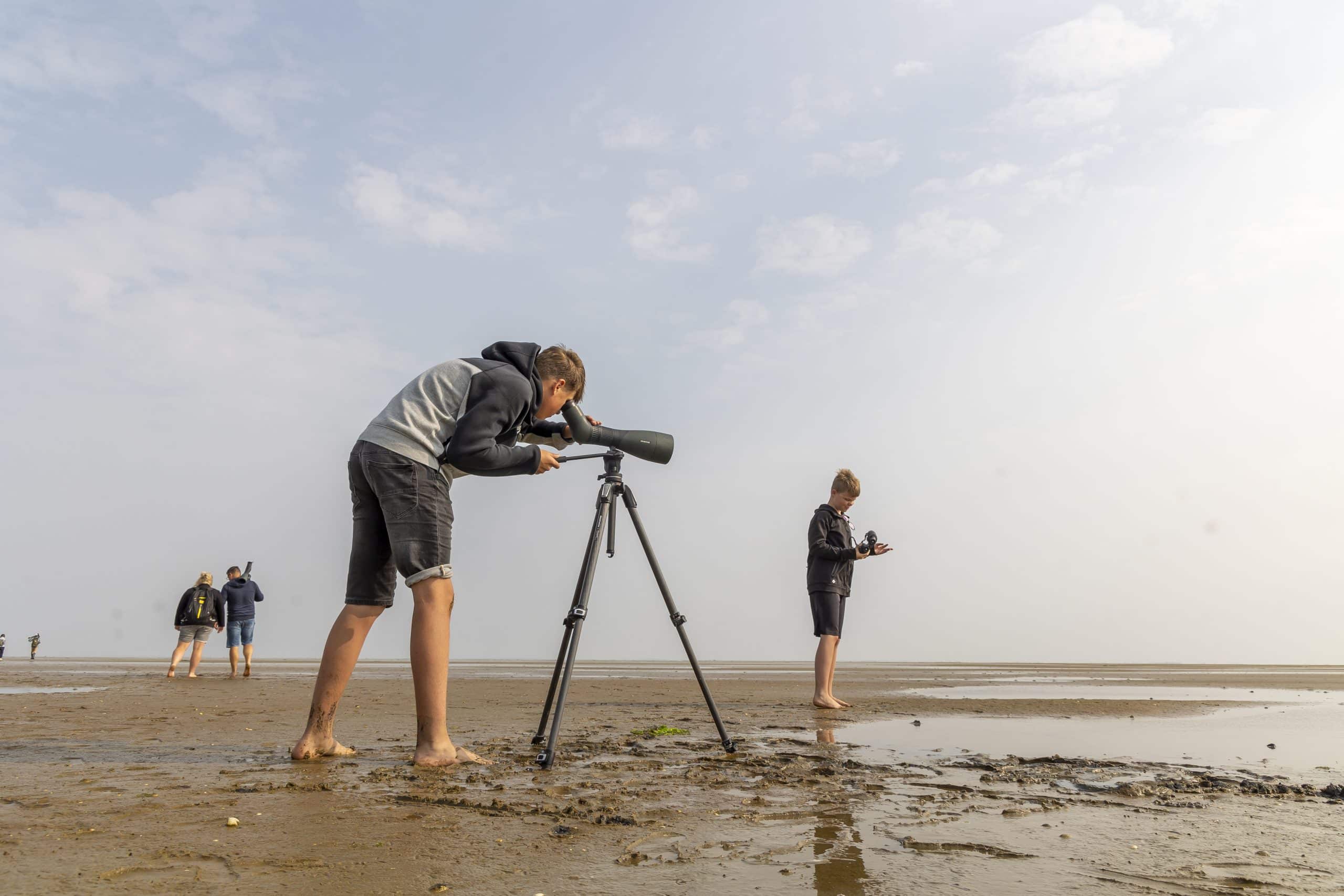 Zeehonden spotten op het Deense wad