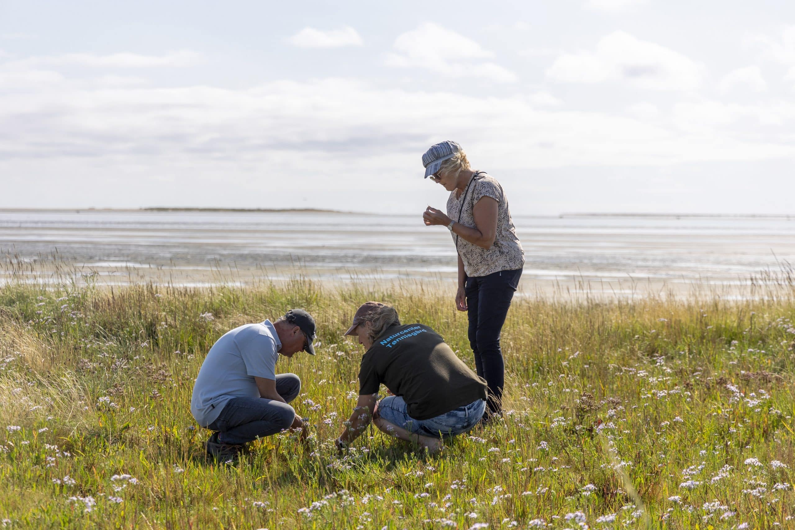 Drie mensen plukken kruiden bij het wad