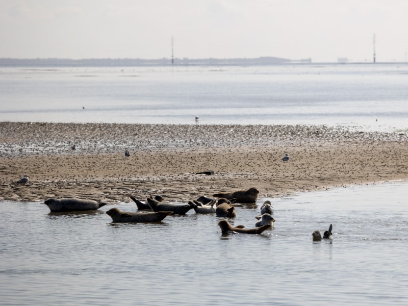 Zeehonden spotten in Denemarken